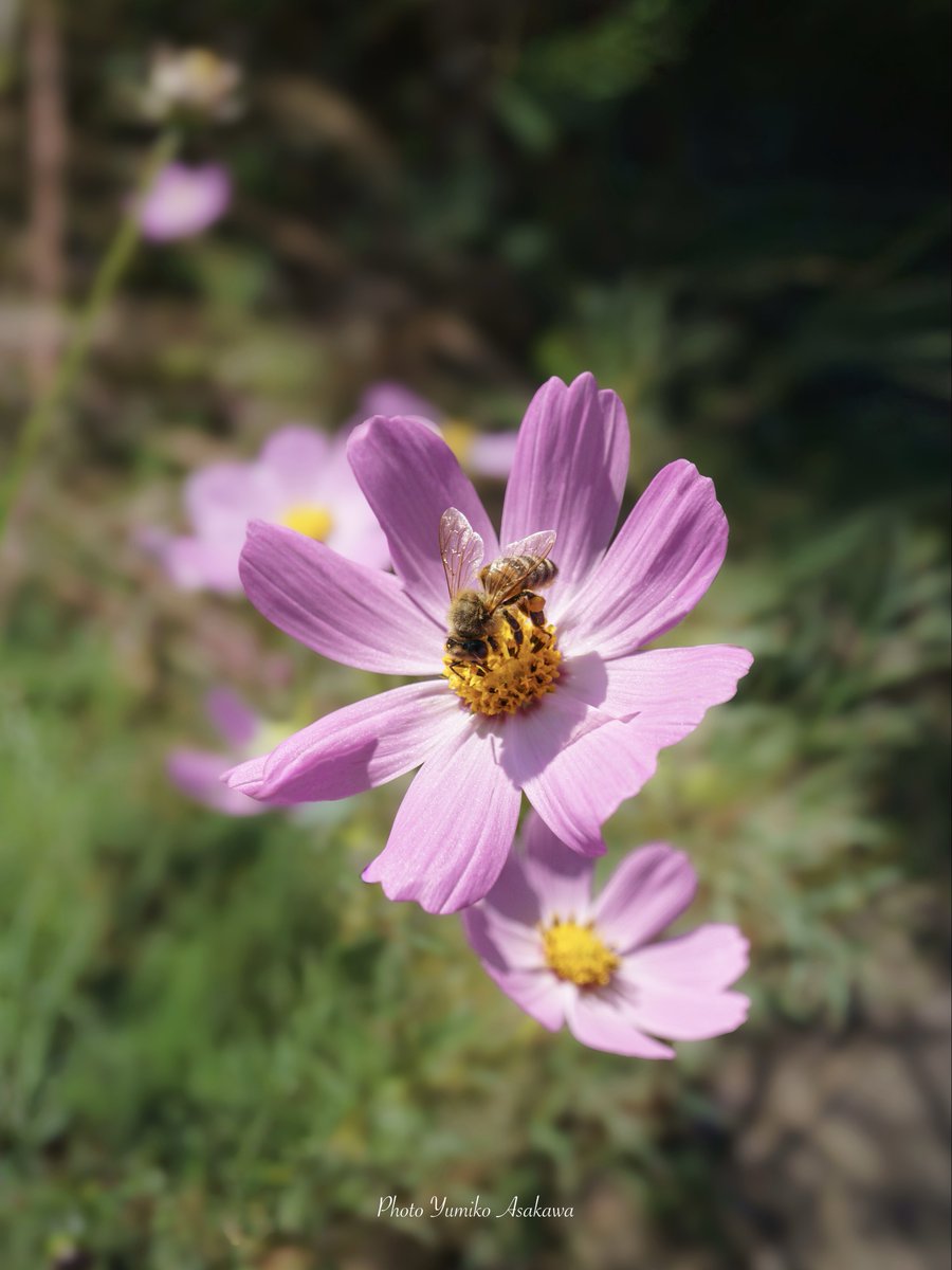 Yumiko (@m2_yumiko) / Posts / X