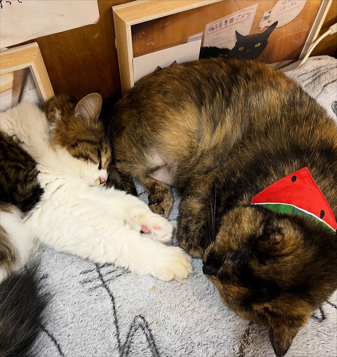 ちろる (@chirorururu) / Posts / X