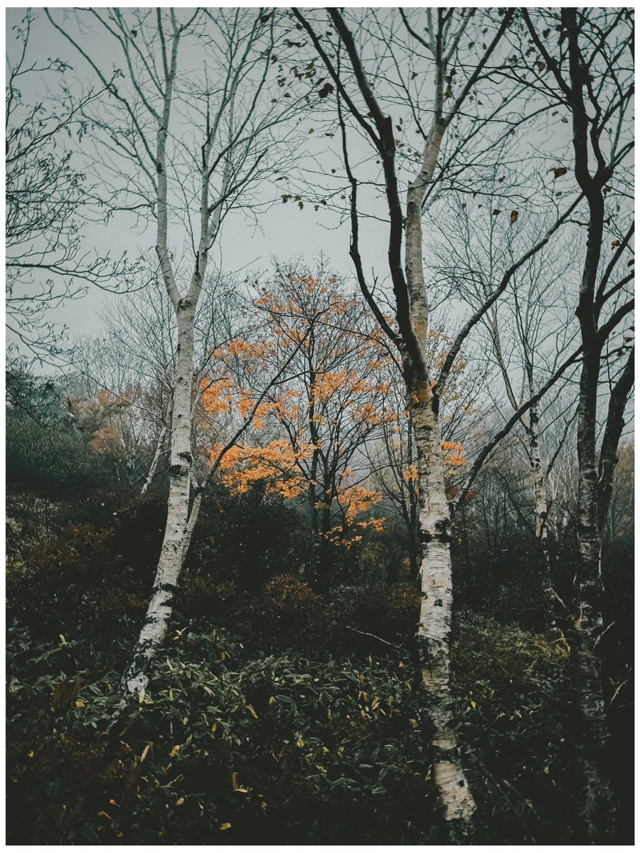 marksbranding's tweet image. 山に登れどいつも霧

#赤城山 
#Dazz