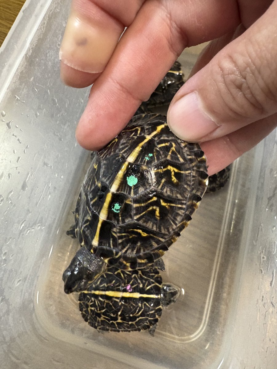 ゾウs・m 亀 ゾウs・m 亀