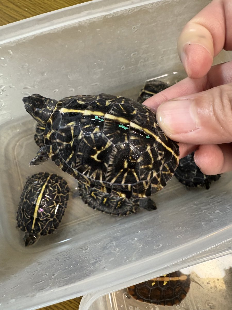 あるぞう (@aaaruzouuu) / Posts / X