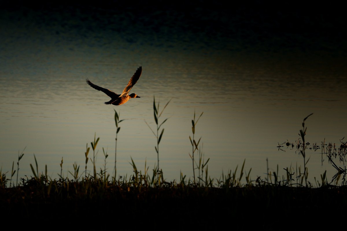 filbertmark's tweet photo. A shoveler at dawn this week. #appicoftheweek https://t.co/ldKtjNgZII