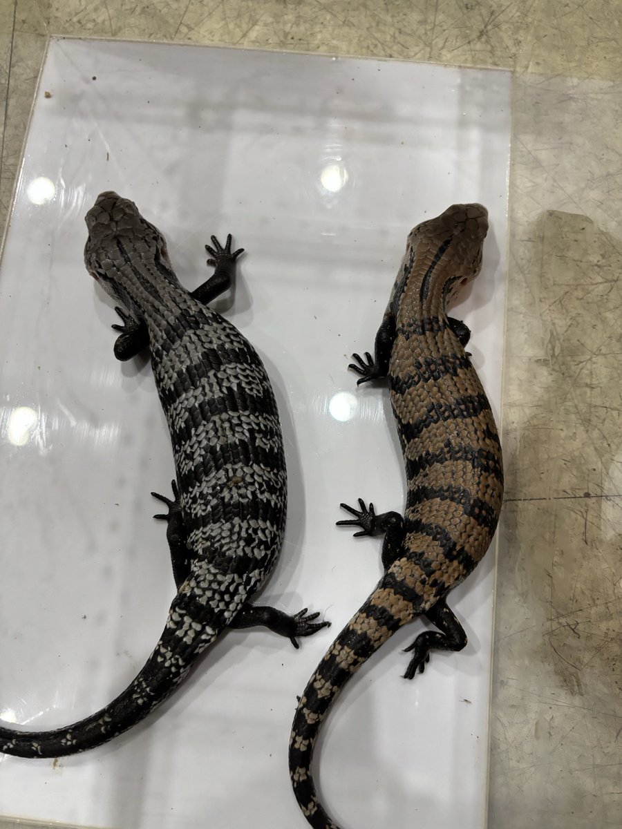 アポロンと白いカラス C-pla 川崎ルフロン店 【公式】 on X