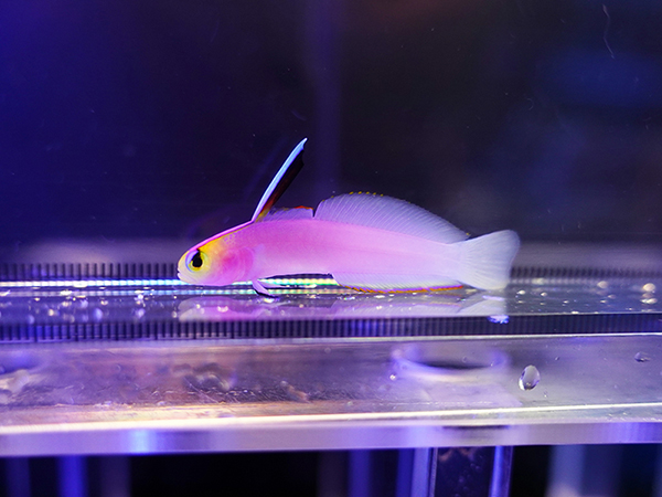 海水魚ショップ ナチュラル on X