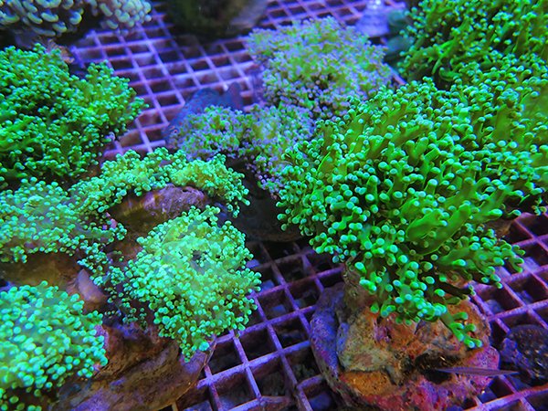 トロピカルフィッシュ Catching Beautiful Trout on the DRAGONtail MUTANT zx380 Rod