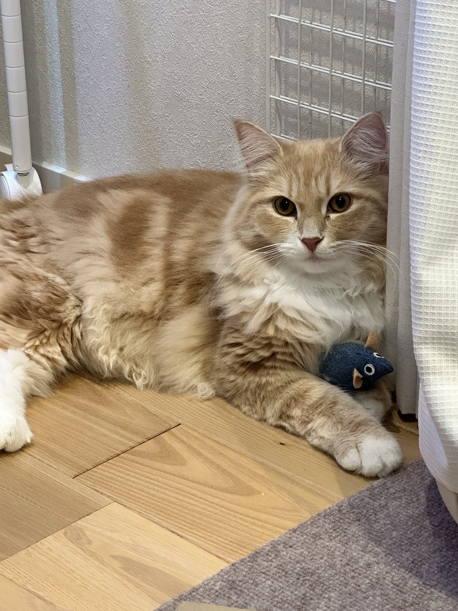 獲物を抱えて、音が鳴ると噛みついてる…
とどめ刺してる？