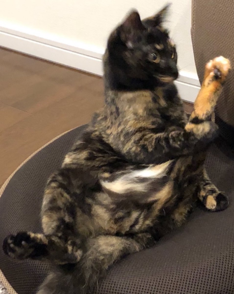 【ねこ】 ネコしっし ねこ対策器 赤外線センサーが猫の接近をキャッチ