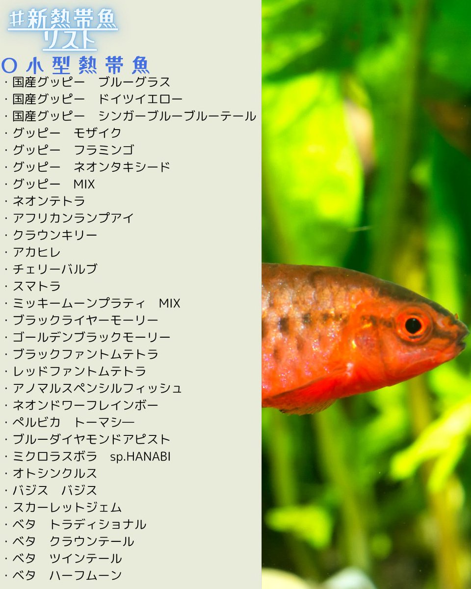 グッピページ 新生体情報！】 各種熱帯魚や、メダカ、海水魚等がきました！ 皆様のご