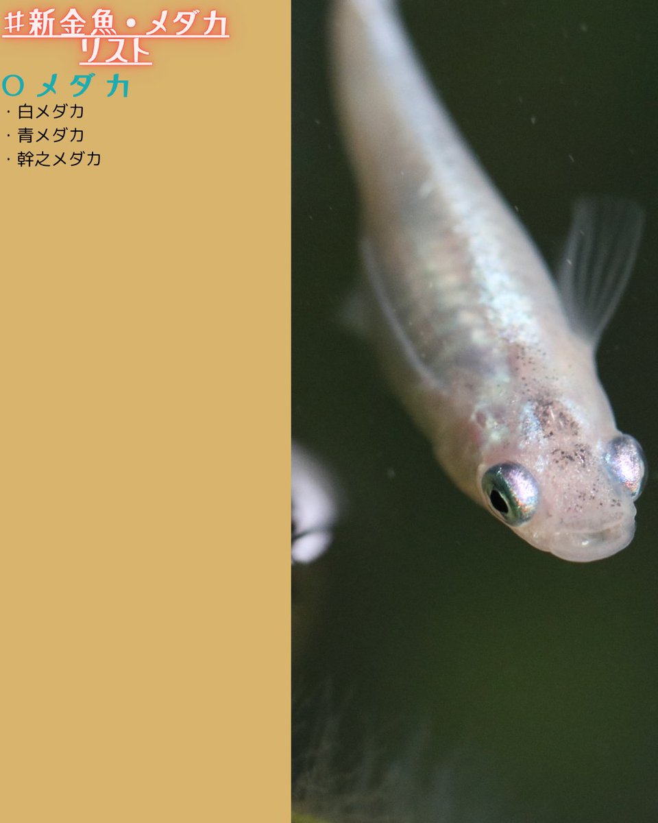 グッピページ 新生体情報！】 各種熱帯魚や、メダカ、海水魚等がきました！ 皆様のご