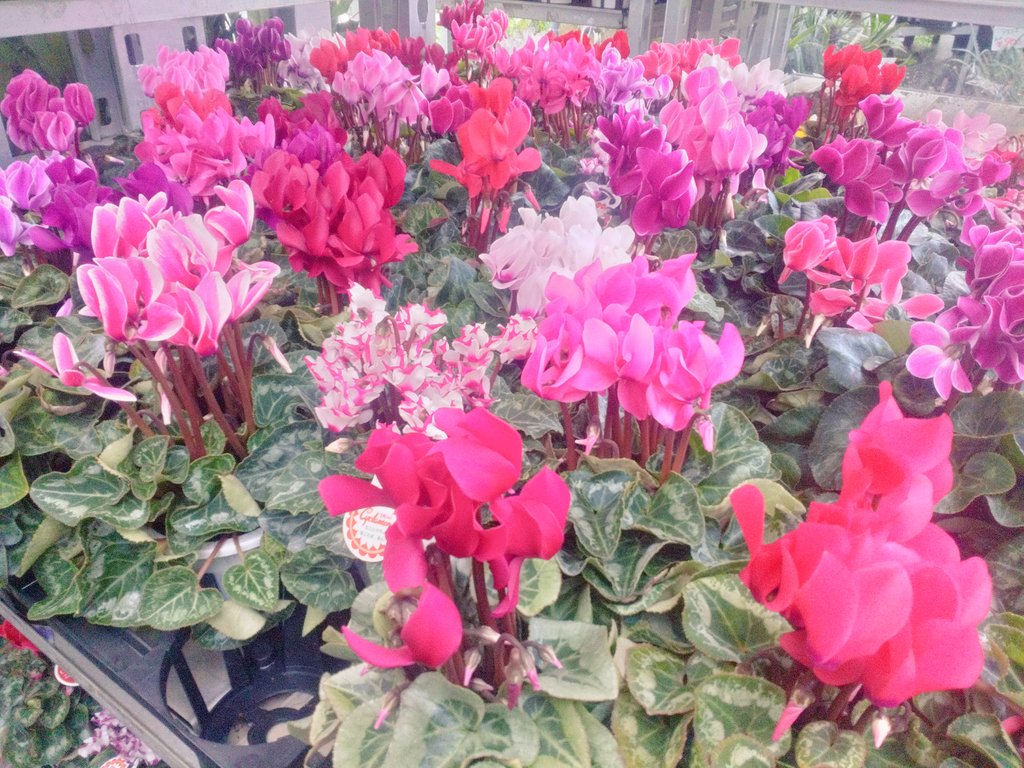 ❣️シクラメンです。２点おまとめ sayuri🌷 on X