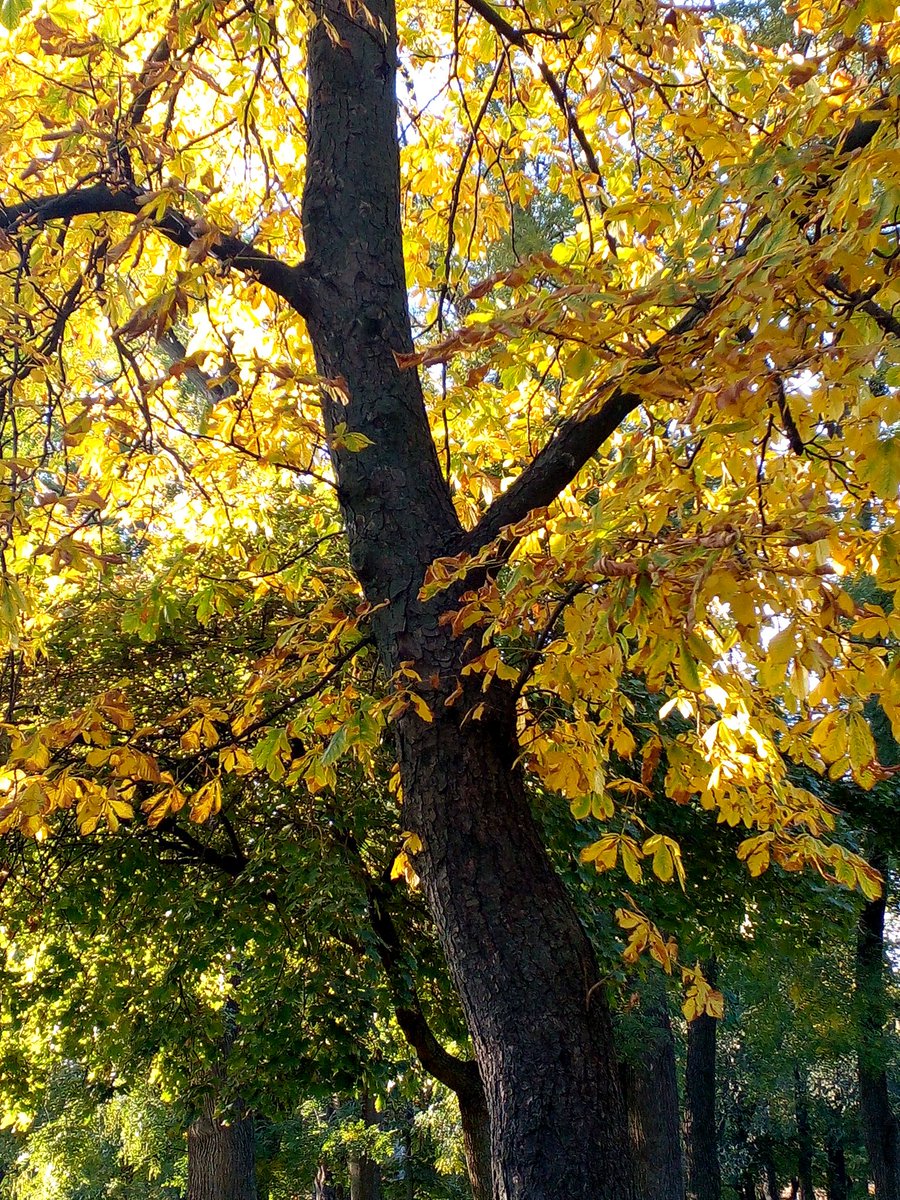 Катерина Галич tweet media