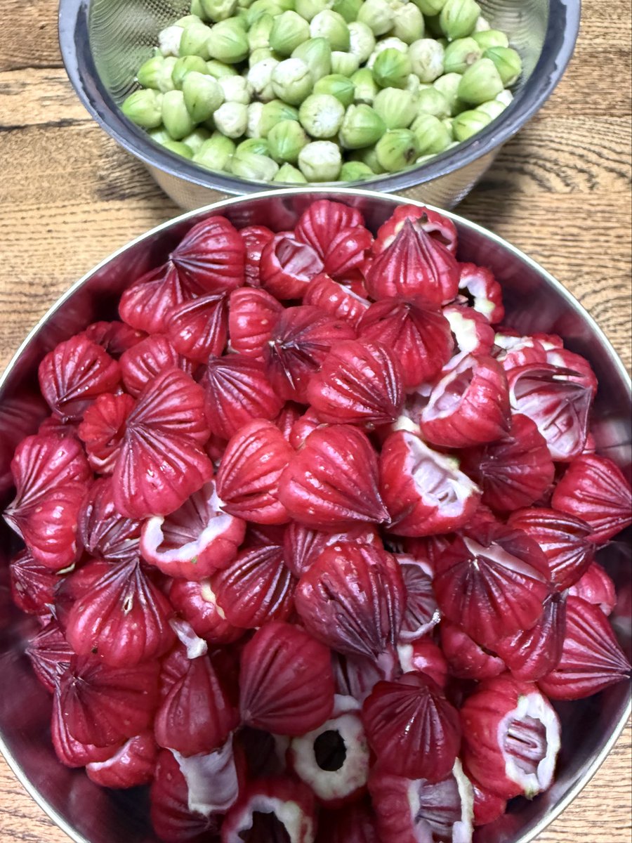 87butiko's tweet photo. 種から育てたローゼル🌿
ガク部分でローゼルジャムを作りました🍓キリッとした酸味が爽やかです☺✨葉っぱはリクガメのご飯になります🌿🐢✨️
#自家製ローゼル
#種から育てる #亀食用植物 https://t.co/aal9vcw2ln