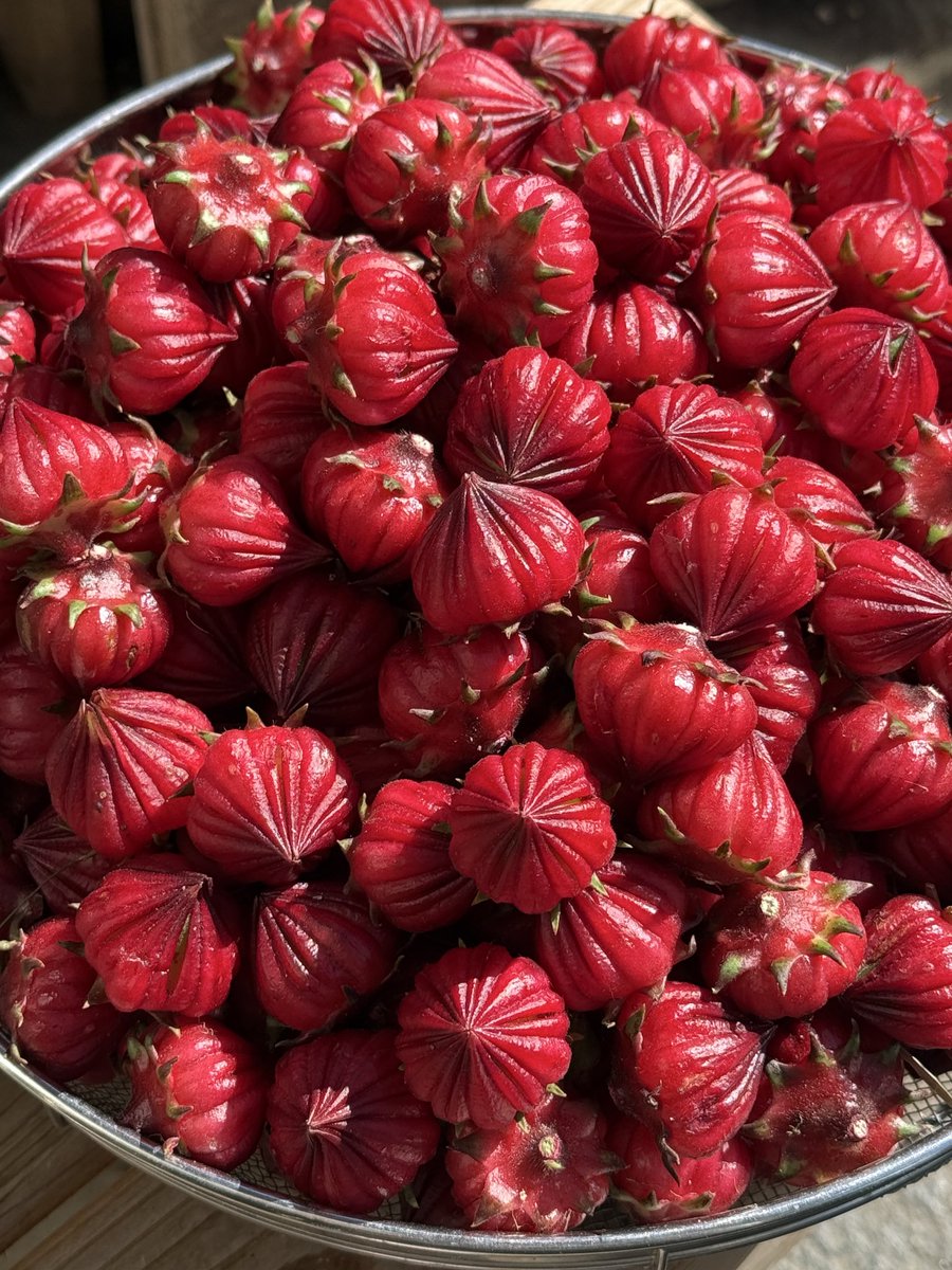 87butiko's tweet photo. 種から育てたローゼル🌿
ガク部分でローゼルジャムを作りました🍓キリッとした酸味が爽やかです☺✨葉っぱはリクガメのご飯になります🌿🐢✨️
#自家製ローゼル
#種から育てる #亀食用植物 https://t.co/aal9vcw2ln