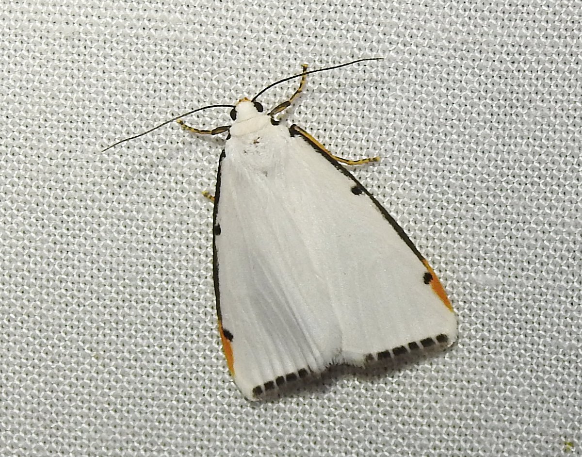 Entomological Society of Victoria 🐛🐜🦟🐞🕷️🦗 tweet media