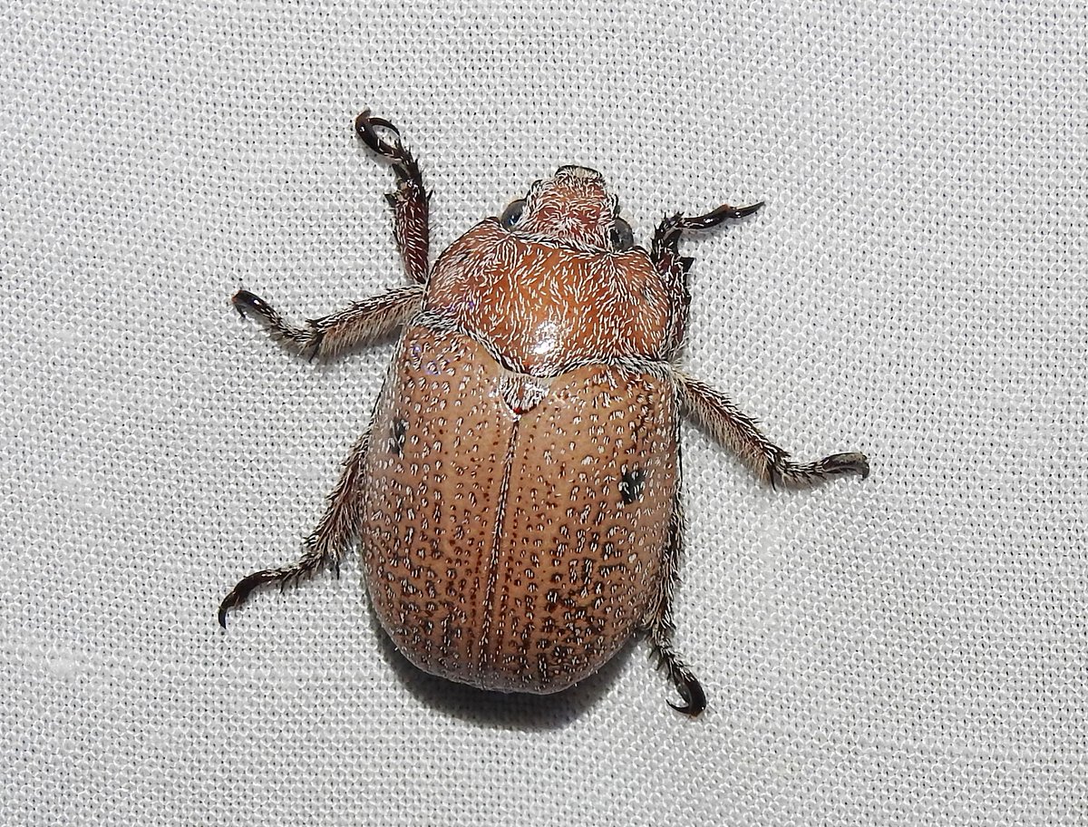 Entomological Society of Victoria 🐛🐜🦟🐞🕷️🦗 tweet media