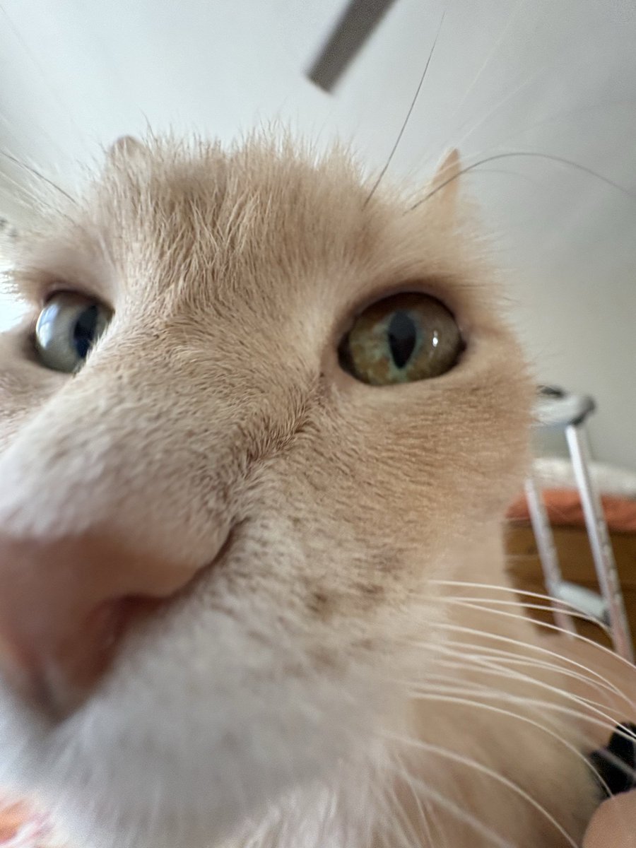 Mstsag's tweet photo. #meow https://t.co/TqA2B1ERoR