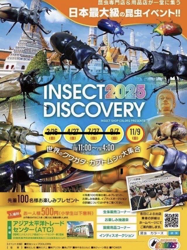 Kobe_KUWAI's tweet photo. #INSECTDISCOVERY
#インセクトディスカバリー
11月9日日曜日11時〜16時
［第一弾］出展生体一覧
DHヘラクレス CBF1幼虫3令4頭セット(♂2頭♀2頭  性別同定ミス補償無し)
種♂エスカノール 176mm⇒3セット
種♂Joe170.5.1st 171mm⇒5セット
単独2000ボトル入@18000
皆様方のご来店をお待ちしています https://t.co/gvpkjrHnhu
