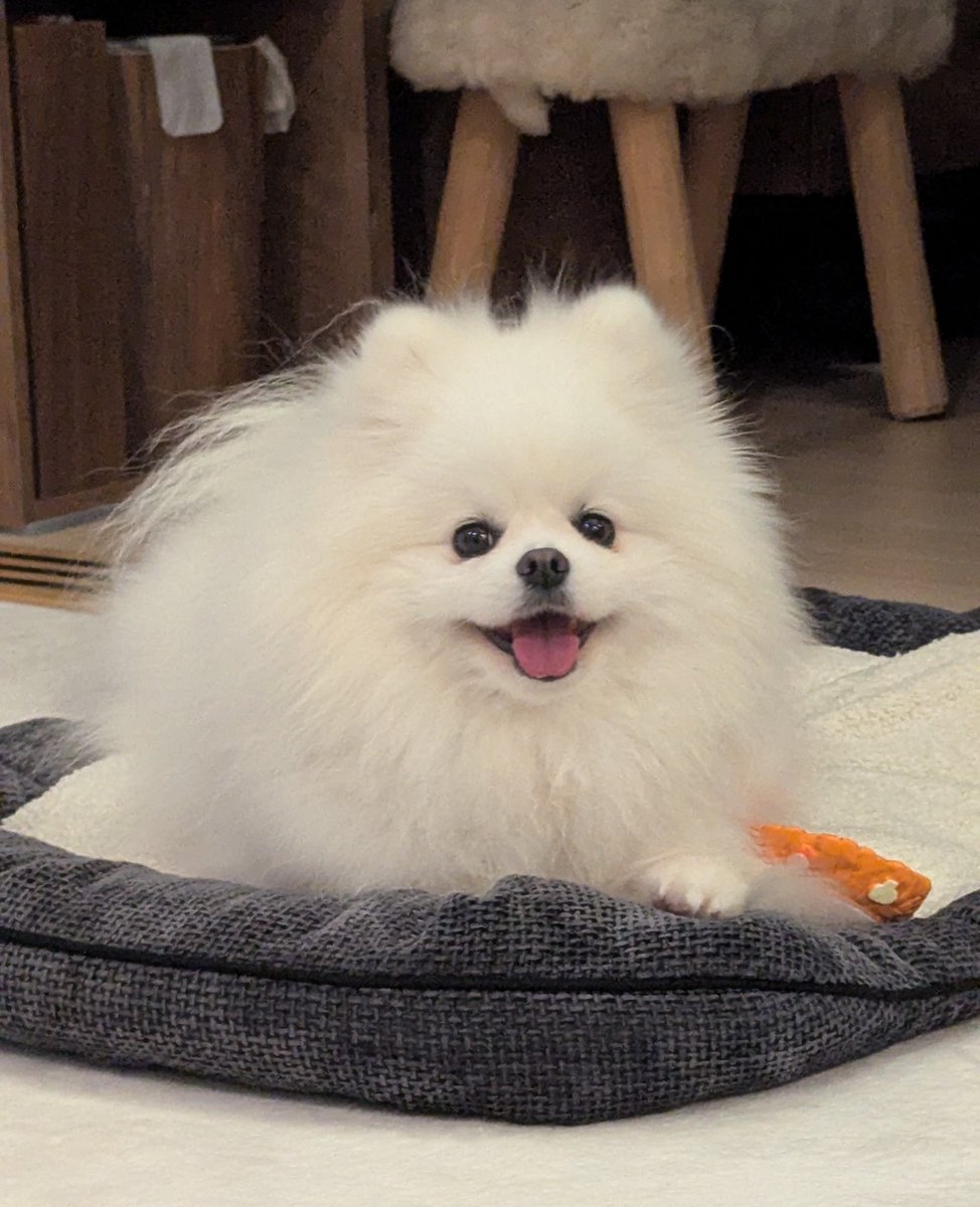 126719BLRO's tweet photo. #pomeranian https://t.co/xS861XV9yr