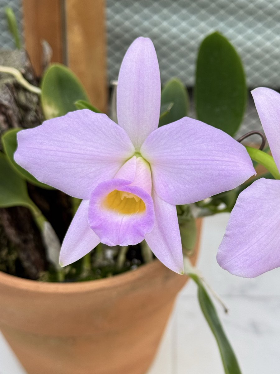 Wakayama Orchids on X