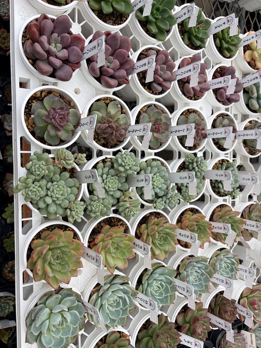 シマムラ園芸 on X