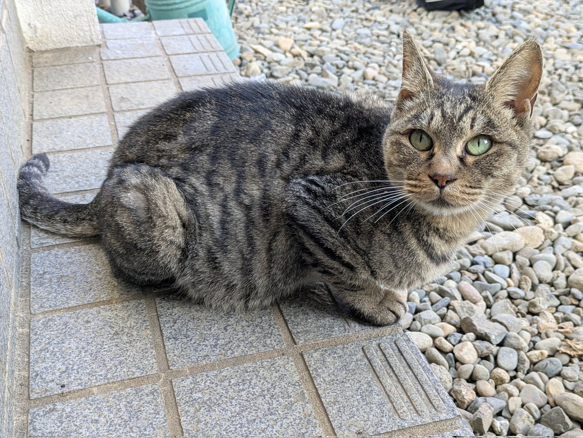 キジトラのヒメSHOP♕ページ（作成中） キジトラのヒメSHOP♕ページ（作成中） キジトラのヒメSHOP