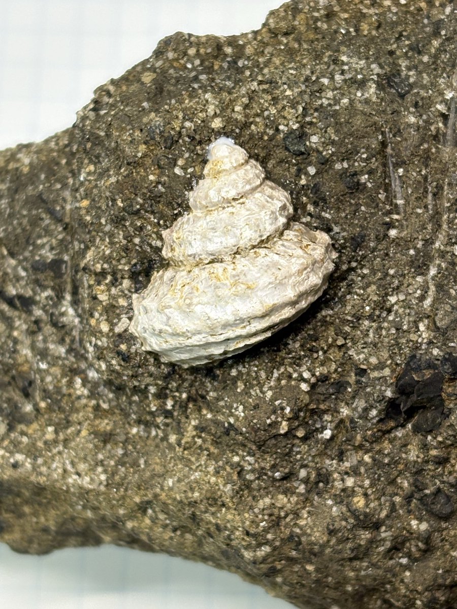 イガギンエビスという名の綺麗な巻貝の化石。根岸層の砂岩から出てき