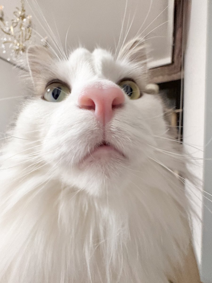 はなデカ倶楽部🐱