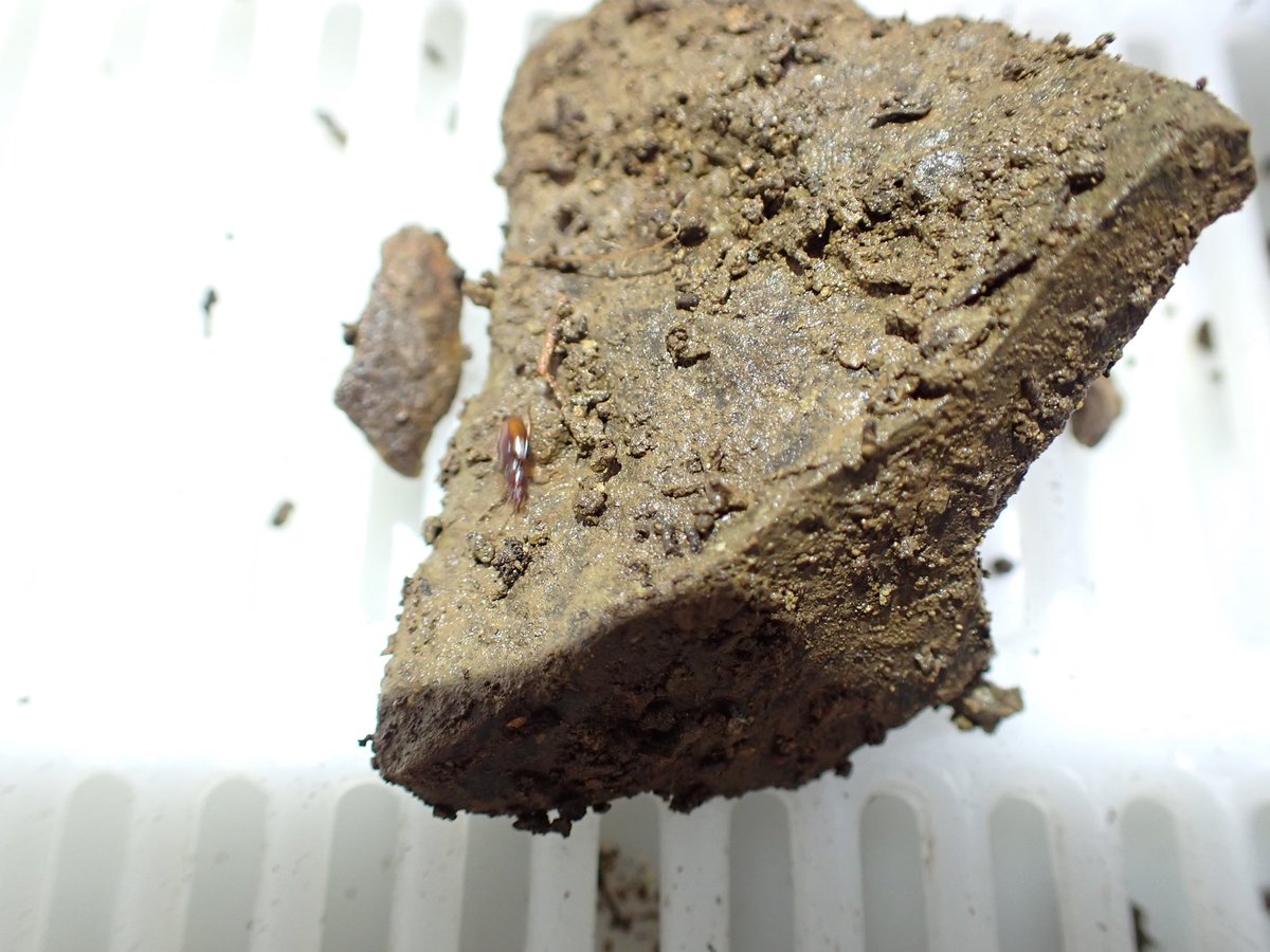 一期一会4639様　パゲアエ　原地株 速達便 一期一会4639様 パゲアエ 原地株 速達便