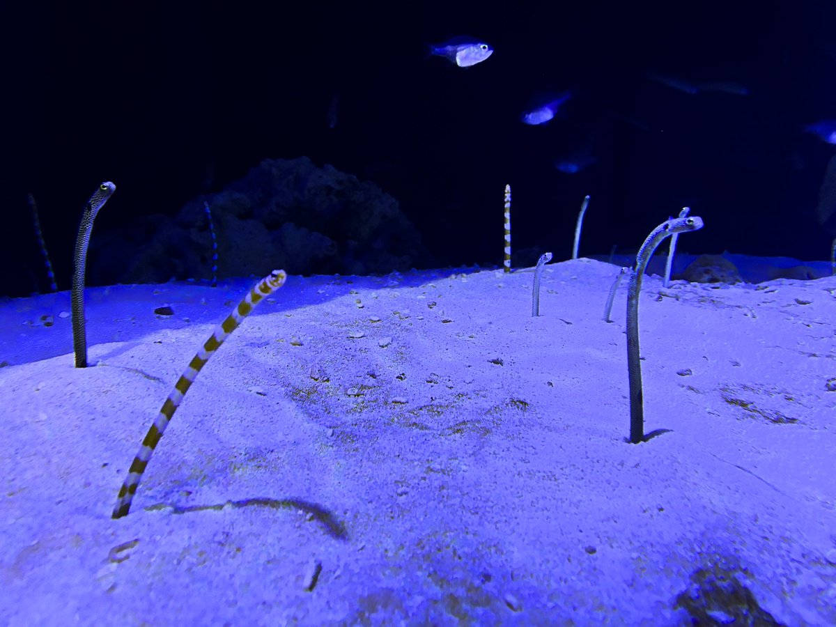 ちんあなごニュース by 日本チンアナゴ協会 on X