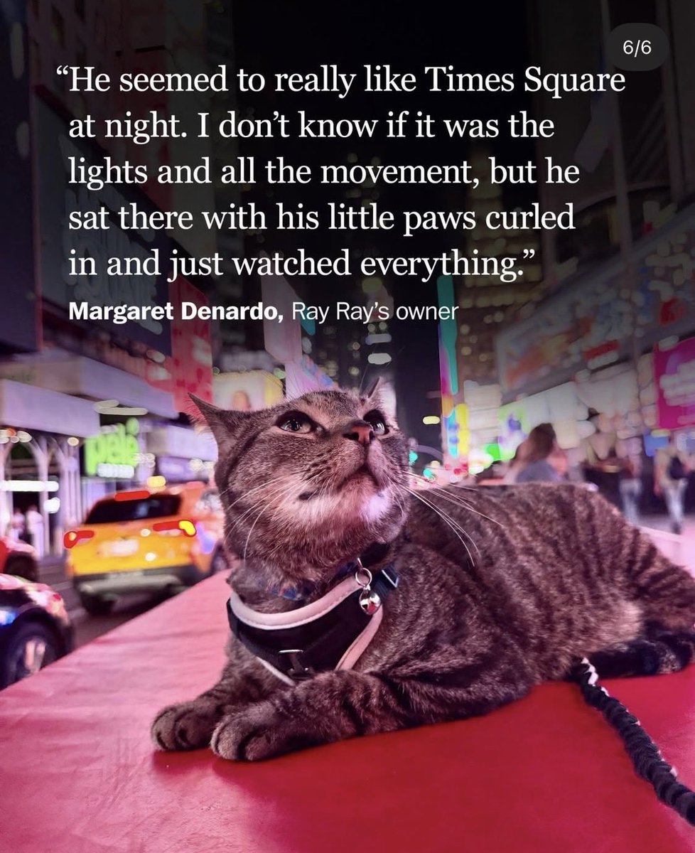 마라톤 참가겸 여행하려고 펜실베니아에서 뉴햄프셔로 떠난 가족이 160키로를 달리고 주유소에 들렀더니 집에 두고 온 8살 고양이 레이레이가 차 지붕 위에 있었다고. 돌아가기엔 너무 멀리 와서 결국 레이레이는 마라톤 결승선도 들어가보고 뉴욕 타임스퀘어도 구경하는 멋진 여행을 함께 했다고ㅋㅋ