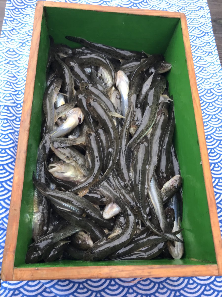 矢雄 ZX45A－1（庭瀬～中庄）