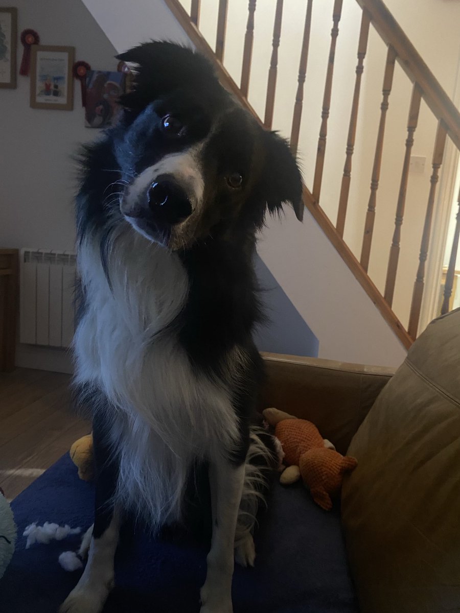 How long does it take to drink your tea? Surely it’s time to go out by now! Come on Mum, Saturdays are for adventures 🐾 🐾😁