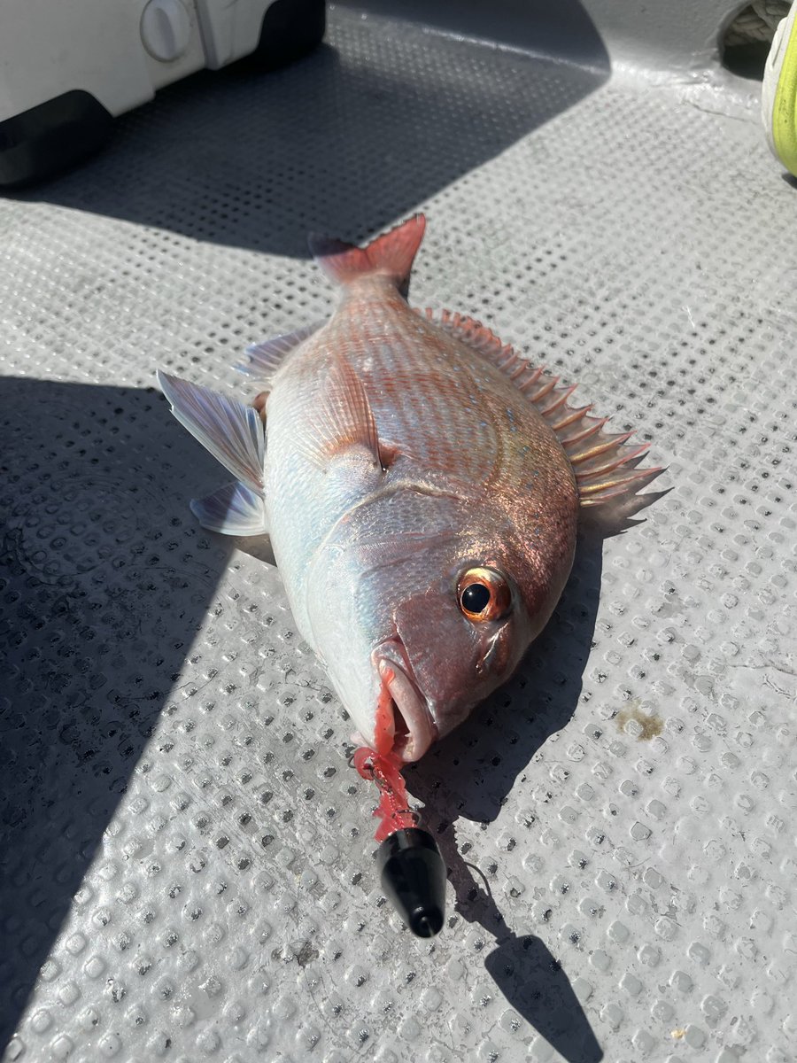 最近、仕事休みのときにかぎって、シケばかり…
なかなかタイラバに行けず… 
10月初旬の釣果です！！