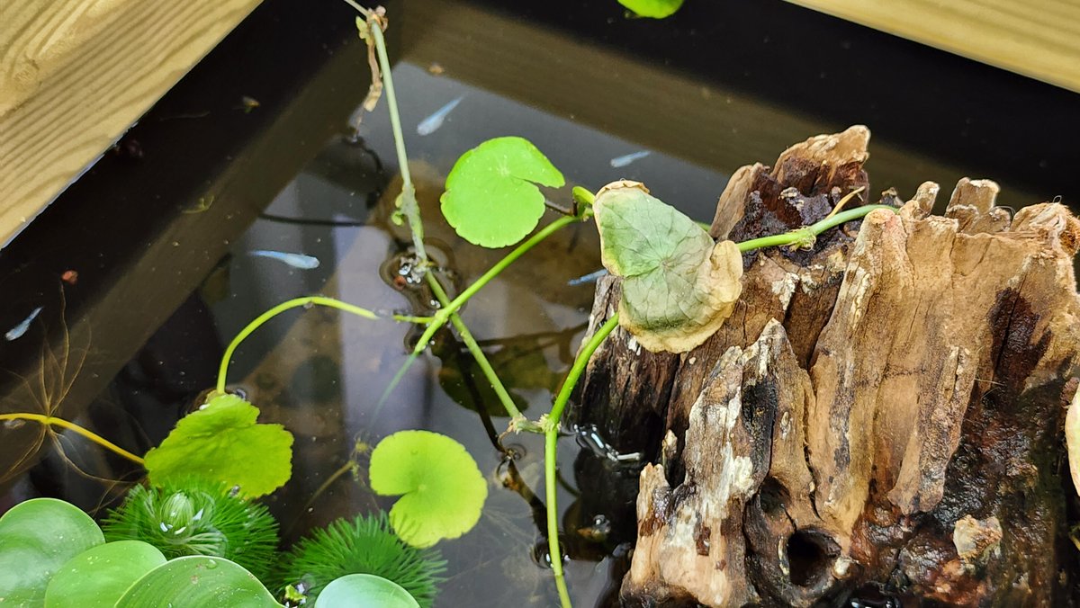 unemenomori's tweet image. ＃アニマルライフサポート福島　様へ優しい気持ちをお渡しします。＃あかべこ　＃酪王カフェオレ　Verかわいいです。＃アロンソ　に昔サインもらいました。＃F1　＃ミニカー　に他にもたくさんもらってます。＃ビオトープ　＃ペット供養　＃ペット葬儀　＃ペット火葬　＃郡山市　＃会津若松市　#福島県