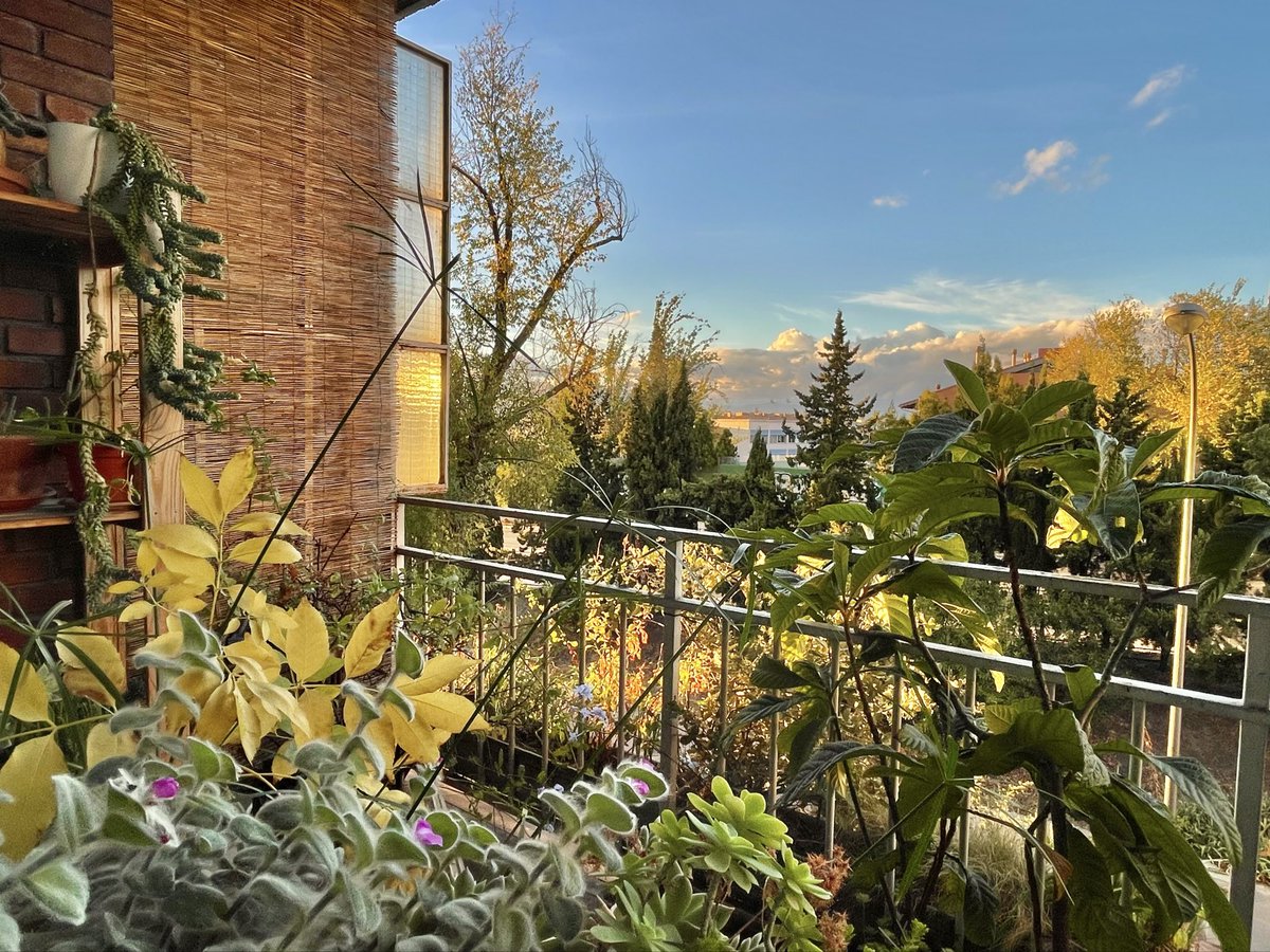 nachoramosc's tweet image. El otoño en mi terraza. #Madrid #Otoño #Terraza