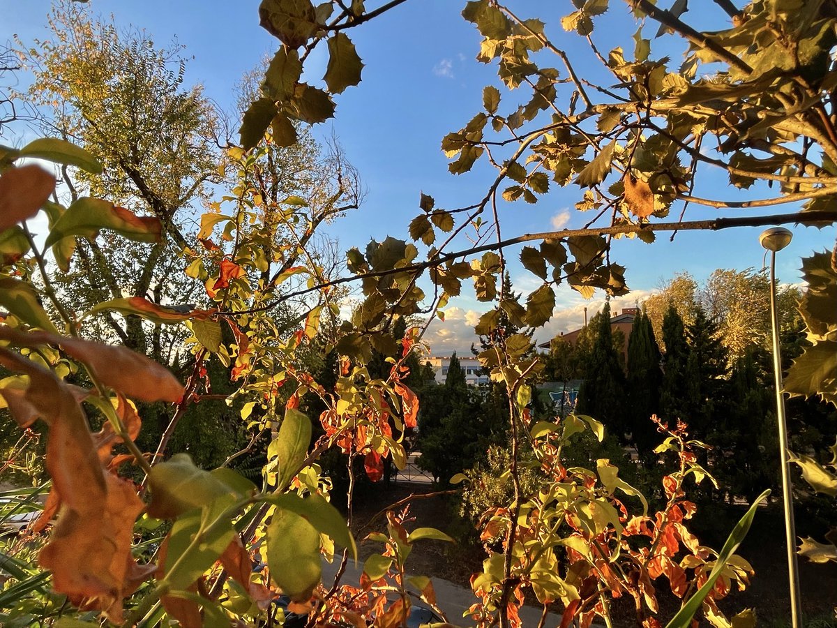 nachoramosc's tweet image. El otoño en mi terraza. #Madrid #Otoño #Terraza