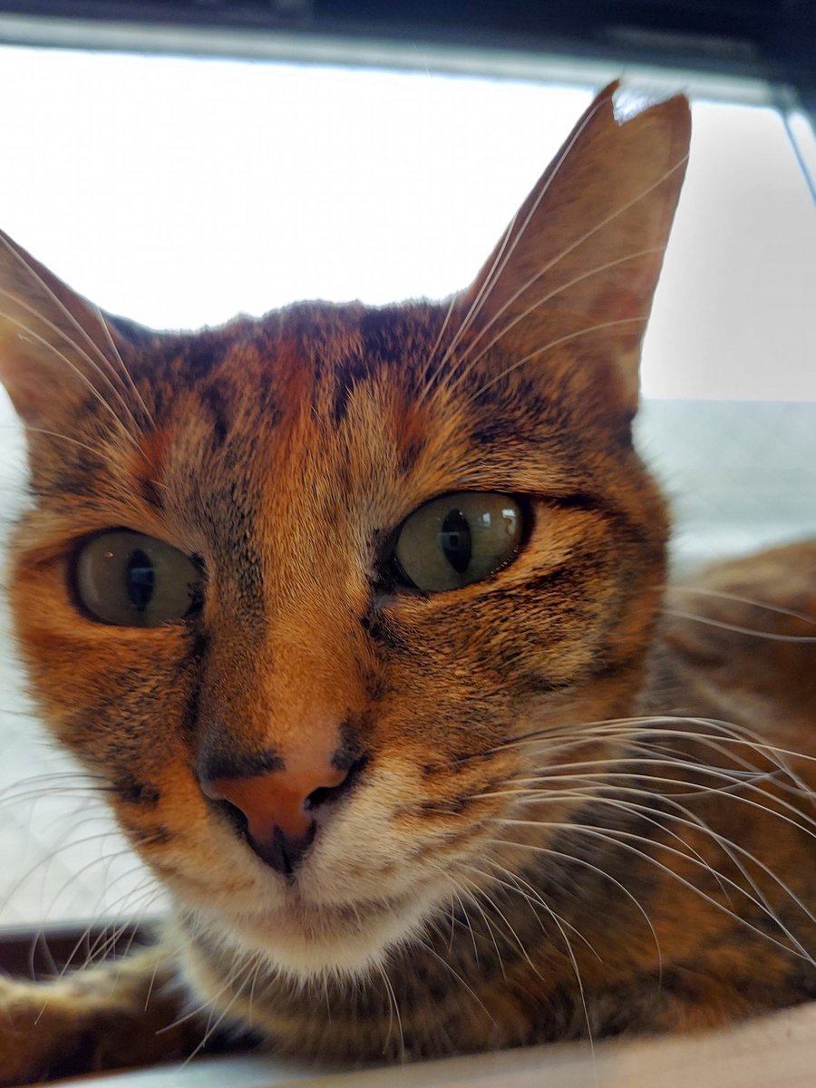 ゆのじ (@bicolorcat0573) / Posts / X