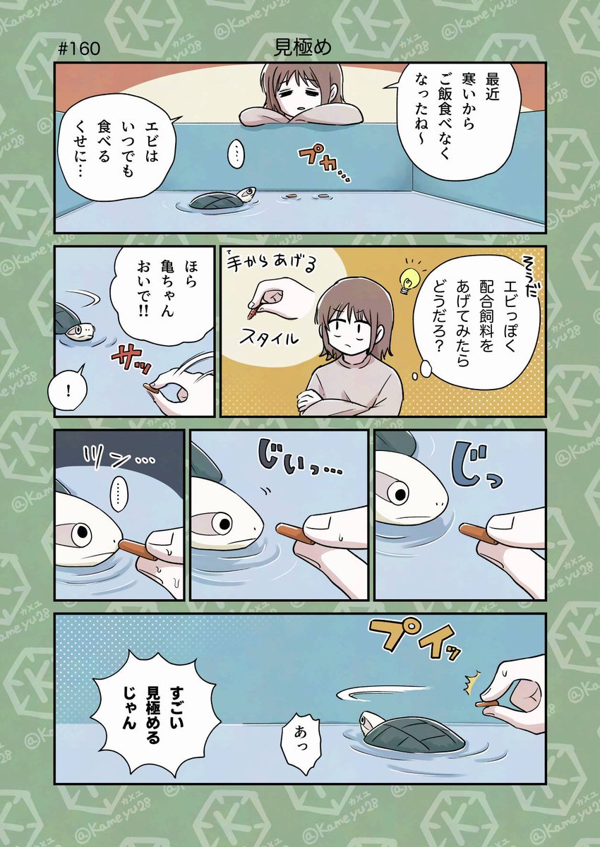 カメユ│亀と絵と漫画 (@kameyu28) / Posts / X