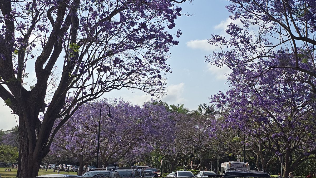 lindaAKAMatron's tweet photo. Our annual pilgrimage to the spot we got married, 25 years &amp; 50 weeks ago. #NewFarmPark #JacarandaSeason #BrisVegas https://t.co/H5LBugIik0