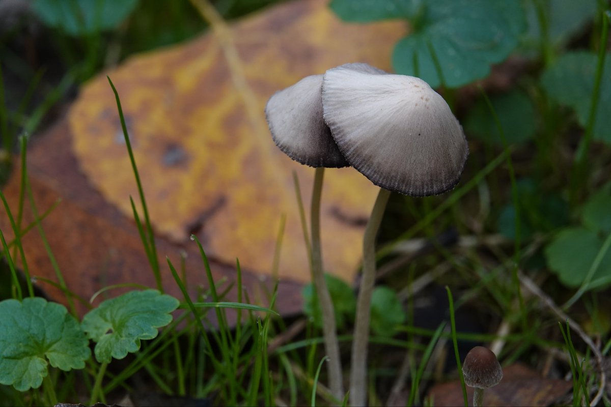 Goedemorgen. Hopelijk wandelen voor het gaat regenen maar denk niet dat het lukt. Deze langsteelfranjehoed schuilt al. Fijne  zaterdag
#natuur #paddenstoelen #FungiFriends