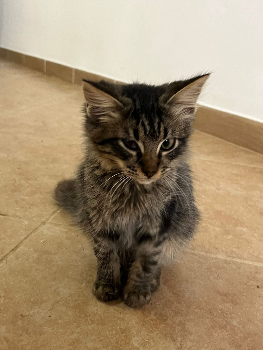 🐈‍⬛ GIORNATA DEDICATA ALL’ADOZIONE DEI GATTI: LA BELLISSIMA CLEOPATRA

⭕ Info: PER FAVORE NON CHIAMARE. ESCLUSIVAMENTE SE REALMENTE INTERESSATI via Whatsapp al +39 327 760 7352, PRESENTANDOSI con nome, cognome e luogo da cui si scrive.