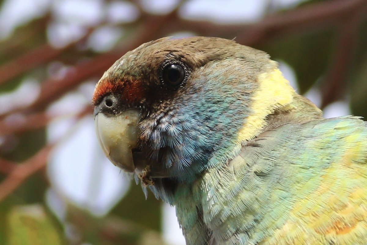 Hi..!! A Mallee Ringneck. #birds #brucebirdlife