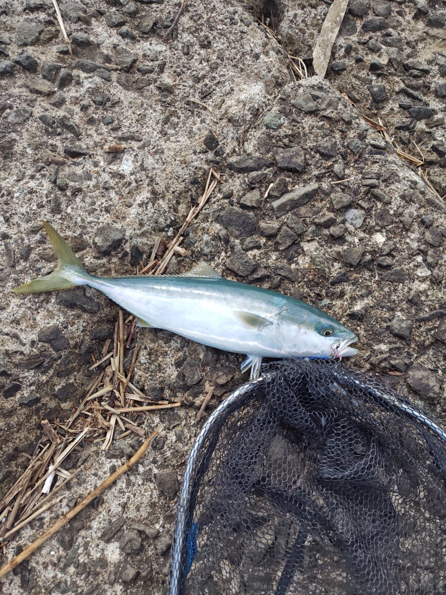 mizu1401's tweet photo. ３日連続爆風の中釣りを。日中潮止まりの時間だけやったがやっぱり釣れる（笑） https://t.co/dEdh4dIHQ9