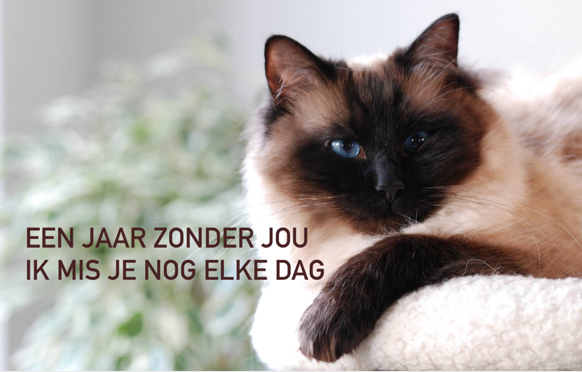 JolandaBakkker's tweet image. In loving memorie #dexter #ragdoll #missyoueveryday