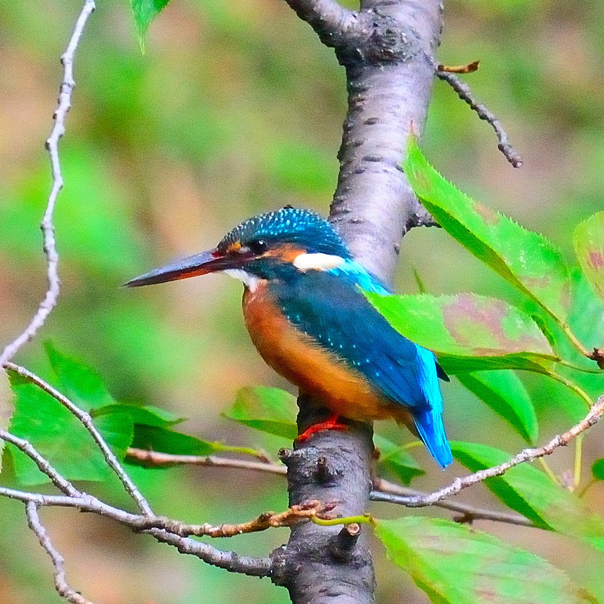 カワセミカラス カワセミカラス TOSIの風撮 カワセミ池 on X
