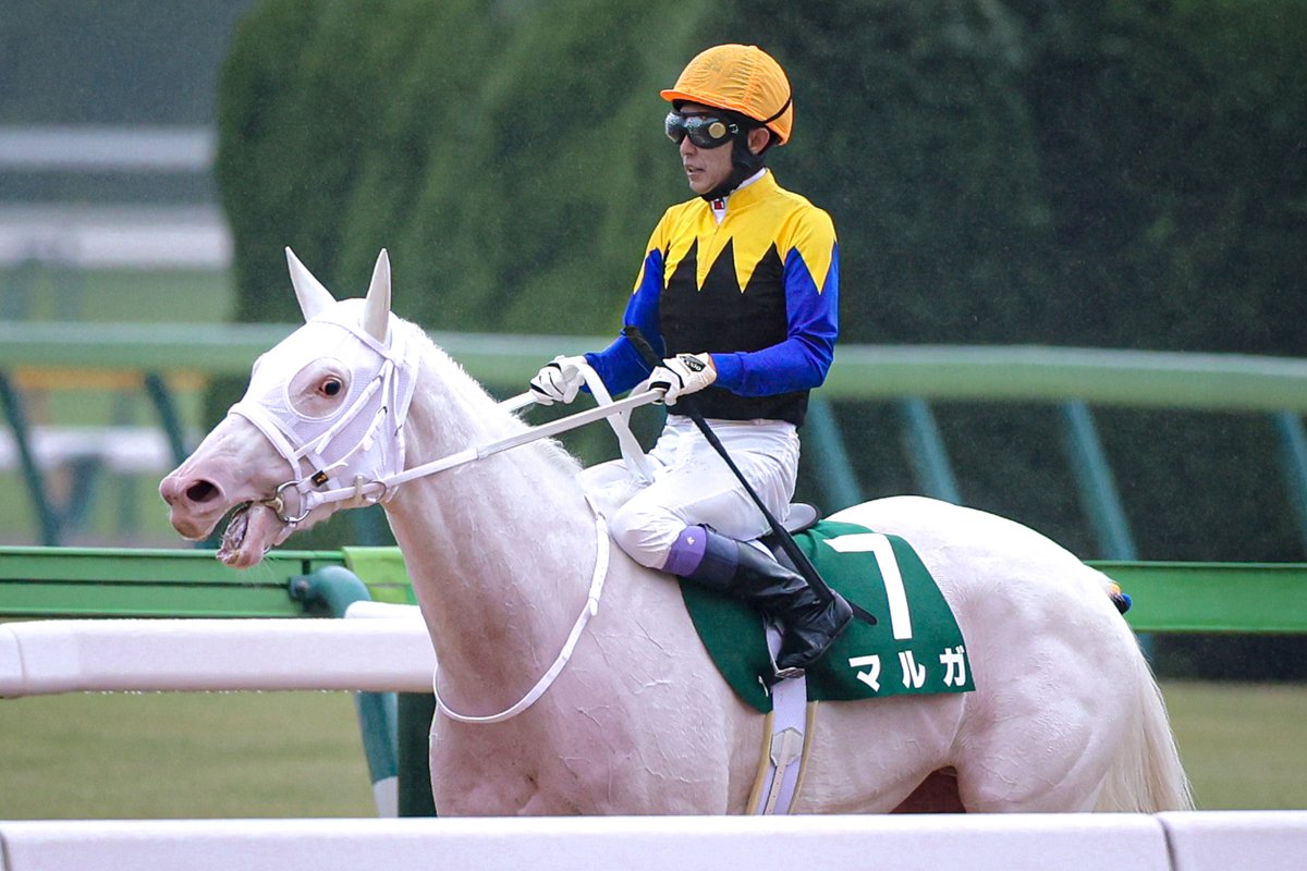 【新品未使用】ユニコーンライオン 鳴尾記念 キャップ 競馬グッズ 競馬 PSPS-KIZUNA on X