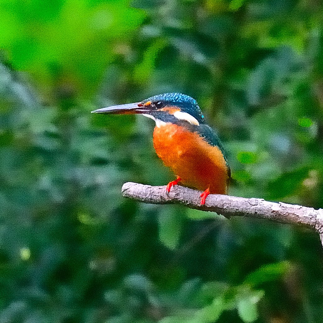 カワセミカラス TOSIの風撮 カワセミ池 on X