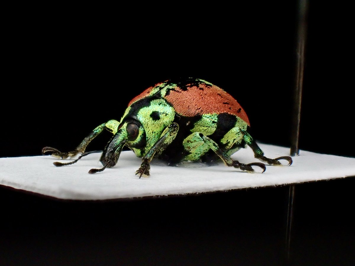 花と角」 (@dkyygbs) / Posts / X