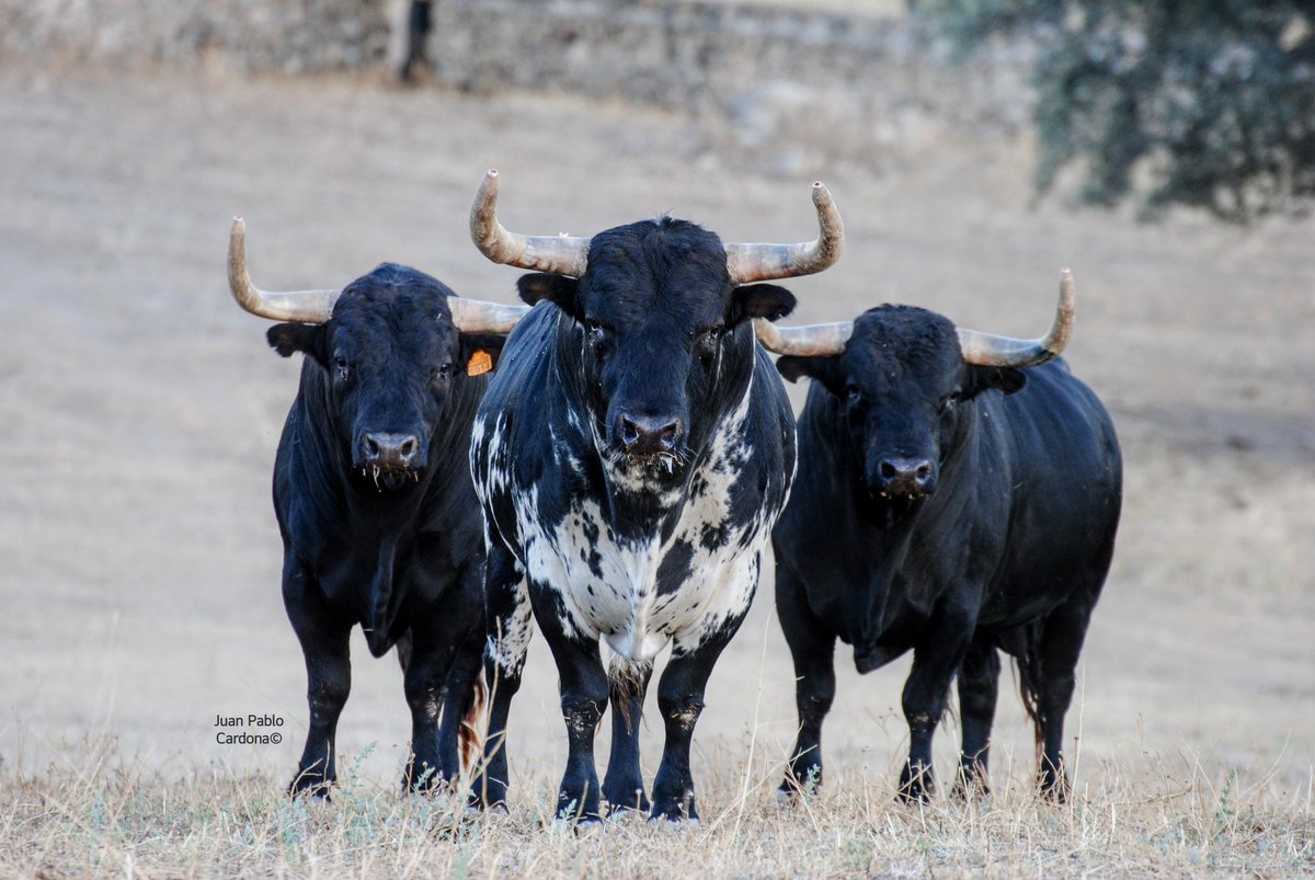 Juan Pablo Cardona tweet media