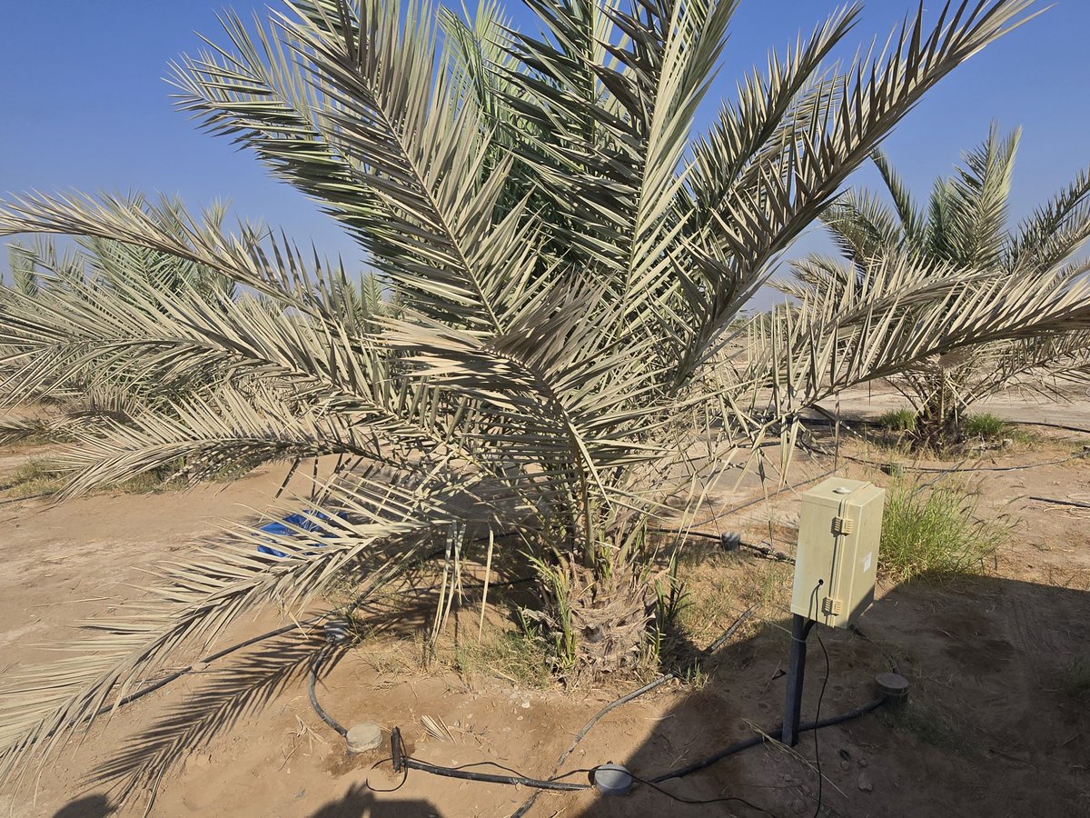 Exciting to go to the field in Ras al Khaimah to check phermone traps for Red Palm  Weevil insects. Additionaly, we checked the subsurface and root cooling drip irrigation at the same place <a href="/ICARDA/">ICARDA</a> <a href="/ACIARAustralia/">ACIAR</a>  <a href="/FAO/">Food and Agriculture Organization</a> <a href="/ICRISAT/">ICRISAT</a> <a href="/IITA_CGIAR/">IITA</a>